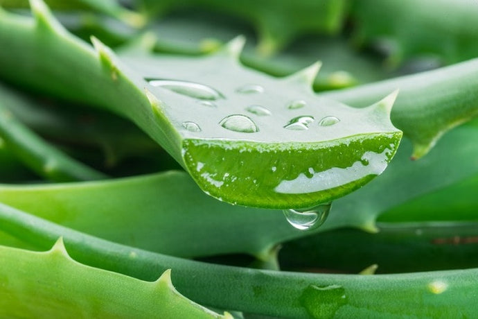 SHOCK THERAPY WITH ALOE VERA