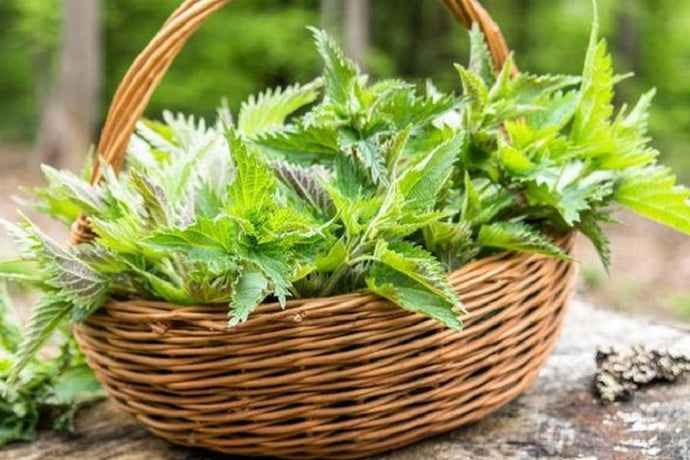 NETTLE FOR IMMUNITY AND JOINT, PROSTATE AND URINARY TRACT HEALTH