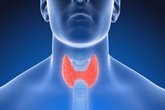 THE TRUTH ABOUT THE THYROID