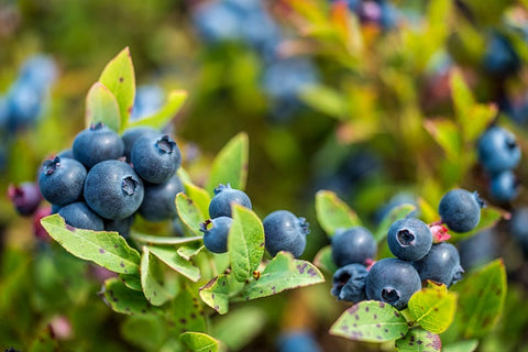 WILD BLUEBERRIES – THE MOST POWERFUL FOOD IN THE WORLD